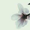 Roc Eclerc dossier deuil après un suicide fleur blanche