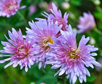 ROC-ECLERC-Photo-Fleurs-de-chrysantheme